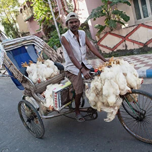 India, West Bengal, Kolkata, A cycle rickshaw driver with chickens for passengers in the Garia district