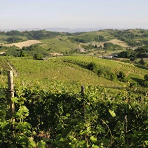 Italy, Piedmont, Monferrato region, vineyards & fields, San Damiano