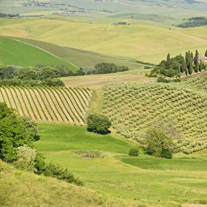Italy, Tuscany, Val D Orcia, The Belvedere Building on a hilltop surrounded by cypress trees sitting above olive groves and wheat fields in Val D Orcia valley