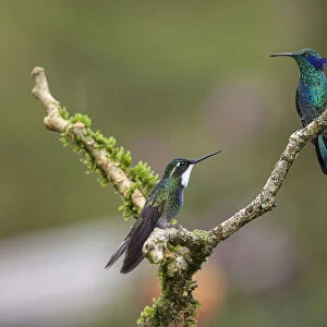 A male Green Violetear Hummingbird and a male Grey-tailed or Gray-tailed Mountaingem