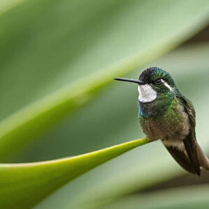 A male Grey-tailed or Gray-tailed Mountaingem Hummingbird perched on an agave leaf in the