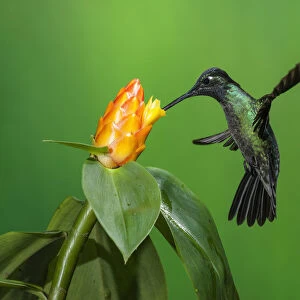 A male Magnificent Hummingbird, Eugenes fulgens, feeds on a tropical Costus flower in