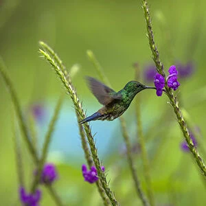 A male Steely-vented Hummingbird feeds on the nector of a Porterweed flower near the