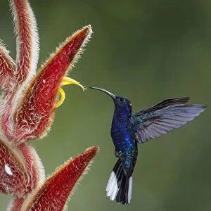 A male Violet Sabrewing Hummingbird approaches a tropical Hairy Heliconia flower to
