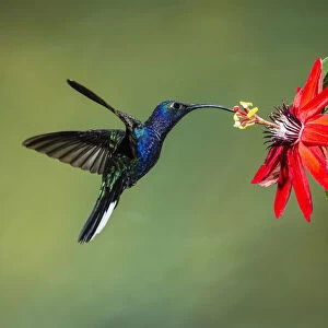 A male Violet Sabrewing Hummingbird feeds on the nectar of a tropical Passion Flower in