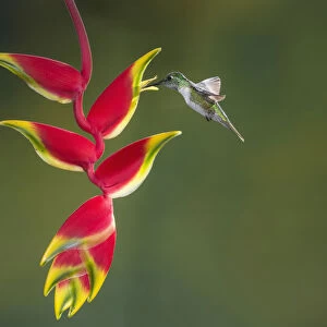 A male White-bellied Mountain-gem Hummingbird feeds on a tropical Lobster Claw Heliconia