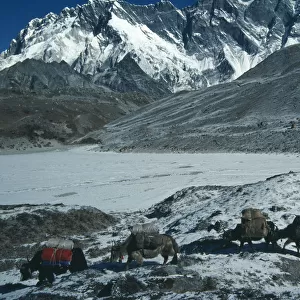 NEPAL, Sagarmatha N. Park, Lhotse Yaks carrying packs through snow covered mountain