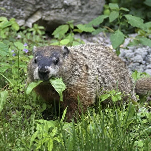 New Hampshire USA woodchuck marmot groundhog