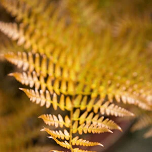 Plant, Autumn Fern, Japanese Shield Fern, Dryopteris erythrosora, bronze coloured new young frond