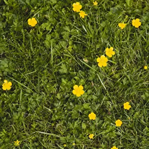 Plant, Flower, Creeping Buttercup, Ranunculus repens, small yellow flowers growing in garden lawn grass