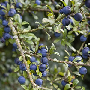 Plant, Shrub, Berries, abundant purple sloes on a Blackthorn, Prunus spinosa, in the autumn in the New Forest