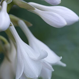 Plantain lily, Hosta, white pendulous flowers growing on a plant against a green