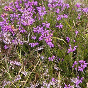 Plants, Flowers, Bell Heather, Erica cinerea, deep pink to purple bell shaped spikes of flowers on stems growing wild in the New Forest