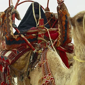 Qatar, General, Bedouin family moving camp. Woman on camel showing leather saddle