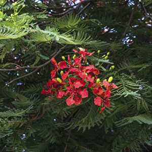 Red flowers cover a Flame Tree in Tiberius