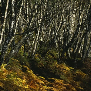 Scotland, Highlands, Glen Spean, Trees and bracken