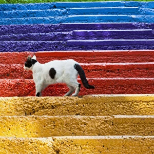 Turkey, Istanbul, Cat standing on colourful painted steps, Karakoy region
