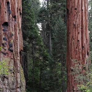 USA, California, Sequoia NP, Car driving between 2 giant sequoia trees