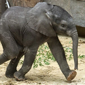 African elephant calf Tuluba runs in its enclosure in Schoenbrunn zoo in Vienna