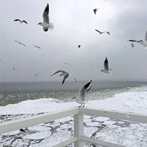 Birds fly over the partly frozen Baltic sea near the Orlowo pier in Gdynia