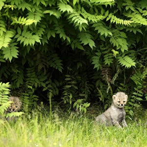 Cheetah cubs sit in their enclosure at the zoo in Muenster