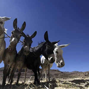 Donkeys plough grain during the harvest season in a farm on the outskirts of Sanaa