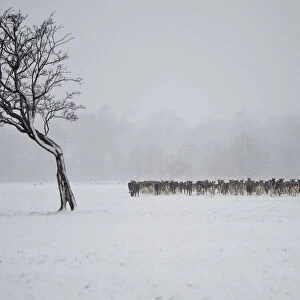 A herd of deer huddles together in woodlands during heavy snow in Dublin