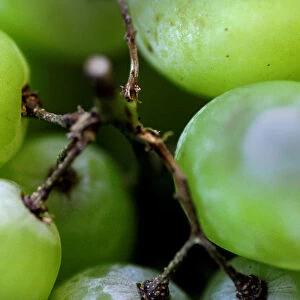 Illustration photo of grapes