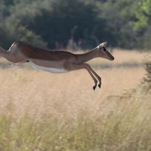 A startled antelope jumps over grassland in the Okavango Delta