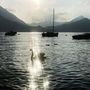 The sun sparkles on Lake Como in the evening as a swan swims past in Varenna