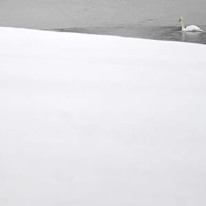 Swans swim in a thawed out section of a frozen lake near the County Kildare town of
