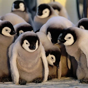 Emperor Penguins Aptenodytes forsteri chicks Weddell Sea Antarctica