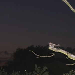 Nightjar Caprimulgus europaeus male churring on song post North Norfolk June