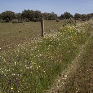 The abundance of wild flowers growing on a road side verge in Extremadura, Spain