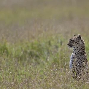 African Leopard (Panthera pardus pardus) adult, sitting in grass, Serengeti N. P. Tanzania, november
