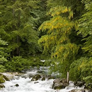 Alpine Laburnum (Laburnum alpinum) habit, flowering, growing in montane woodland habitat beside river, Savica River