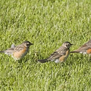 American Robin (Turdus migratorius) adult female with two young, foraging on garden lawn, North Dakota, U. S. A. June