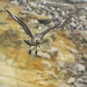Antarctic Skua (Catharacta antarctica) adult, in flight, New Island, Falkland Islands