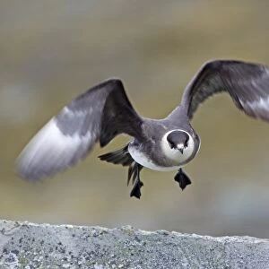 Arctic Skua (Stercorarius parasiticus) pale phase, adult, in flight, taking off from rock, Spitzbergen, Svalbard, july