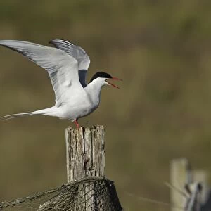 Arctic Tern (Sterna paradisea) adult, breeding plumage, calling, with wings raised, standing on fencepost, Reykjanes