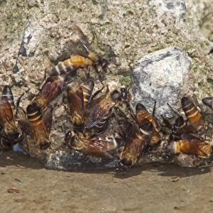 Asian Honey Bee (Apis cerana) adults, group drinking, Sundarbans, Ganges Delta, West Bengal, India, March