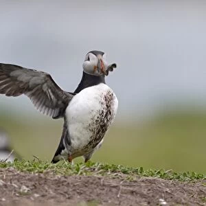 Atlantic Puffin (Fratercula arctica) adult, breeding plumage, with muddy breast feathers, stretching wings