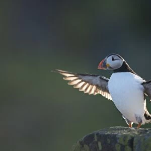 Atlantic Puffin (Fratercula arctica) adult, breeding plumage, flapping wings, backlit on rocky outcrop, Isle of May