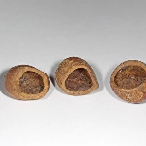 Bank Vole (Myodes glareolus) eaten hazelnuts