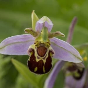 Bee Orchid flowering head