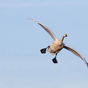 Bewick's Swan (Cygnus bewickii) adult, in flight, coming in to land, Slimbridge, Gloucestershire, England, winter