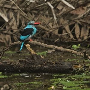 Blue-breasted Kingfisher (Halcyon malimbica forbesi) adult, perched on branch over water, Ankasa Reserve, Ghana