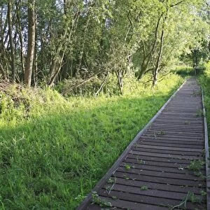 Boardwalk in fen at edge of wet woodland habitat, Little Ouse Headwaters Project, Parkers Piece, Thelnetham