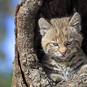 Bobcat (Lynx rufus) eight-weeks old cub, in hollow tree trunk, Montana, U. S. A. june (captive)