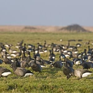 Brent Goose (Branta bernicla) flock, grazing in field, Salthouse, Norfolk, England, winter